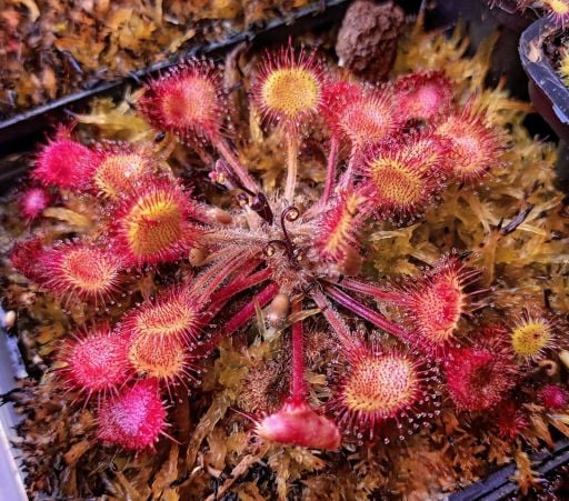 Drosera